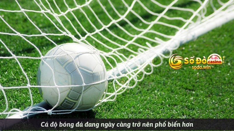 Cá độ bóng đá đang ngày càng trở nên phổ biến hơn