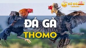 Giới thiệu về hình thức đá gà Thomo Sodo